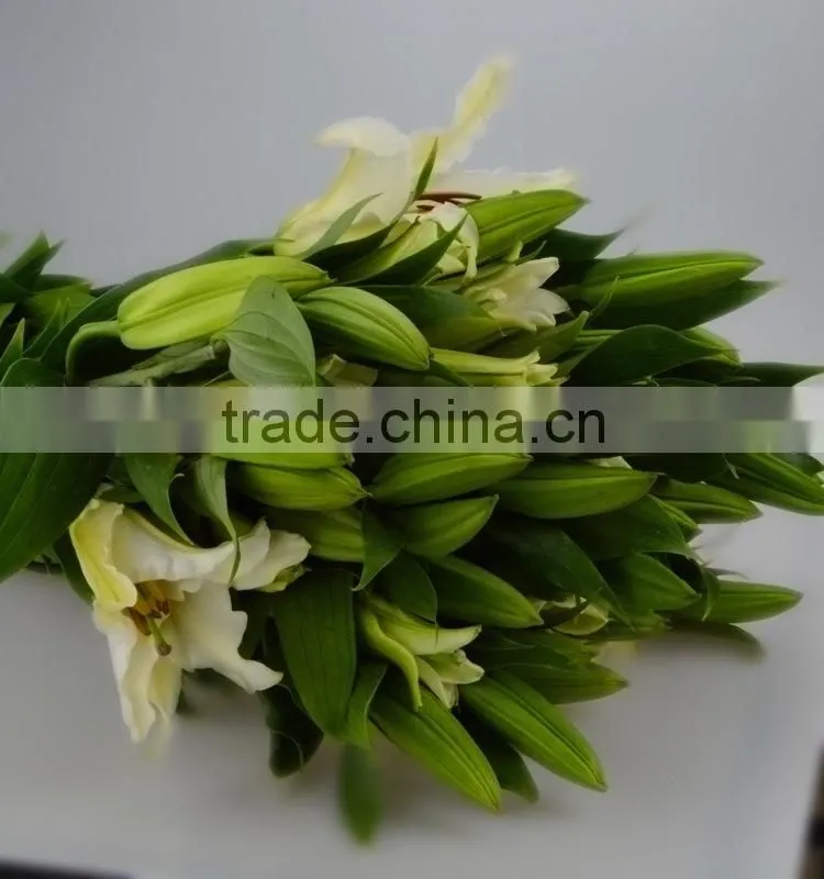 Gift siberia stem lily