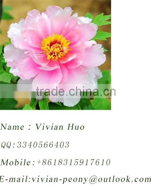 Famous handpainted verisimilar peony blossom Painting & Calligraphy