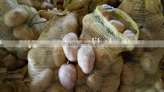 New crop potato export with competitive export price