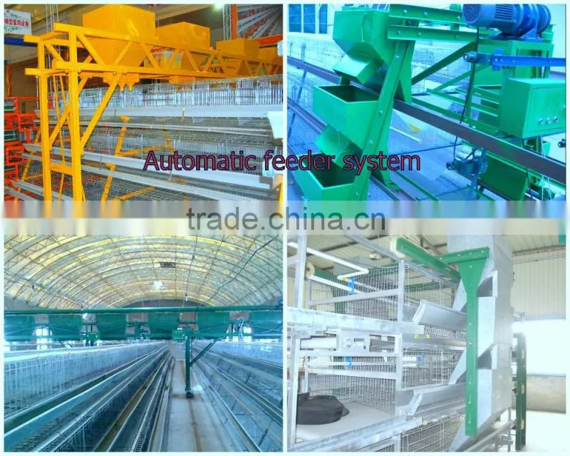 Ladder Type Automatic pullet Chicken Brooding Cage For Sales For Nigeria Farm