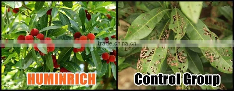 FAQ 27--Effect Of Seaweed Fertilizer On Red Bayberry