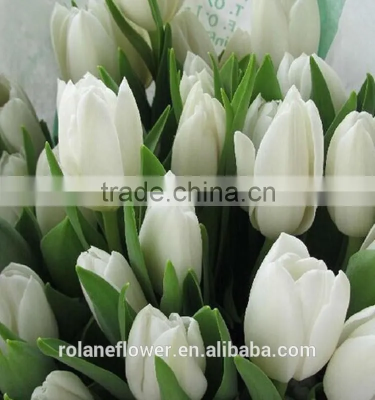 hot selling cut fresh flower white tulip bulbs to export