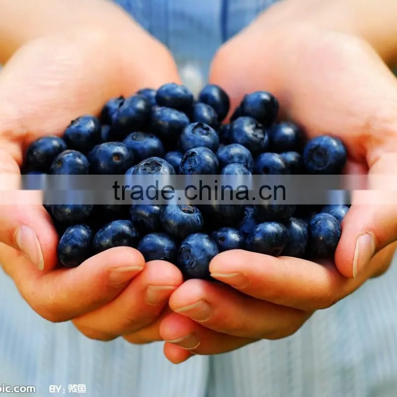 High Tea Moment Blueberry with Black Tea Leaf Extract Powder Fruit Juice