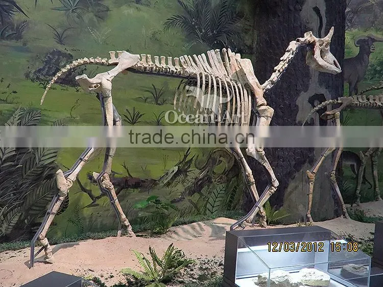 Animal fossil for people who watch fossil