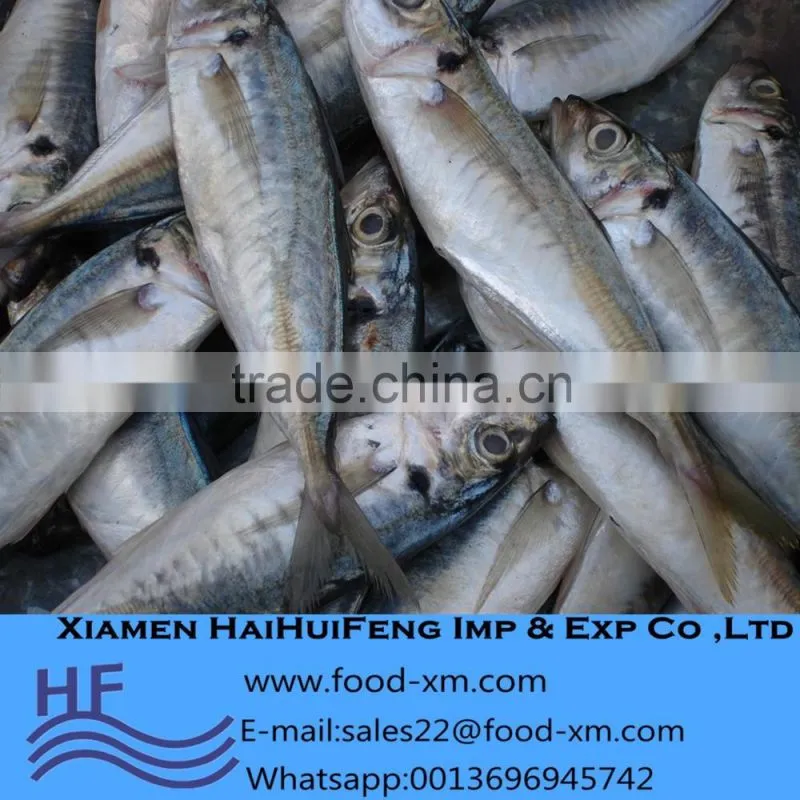frozen indian mackerel exporter sell horse mackerel