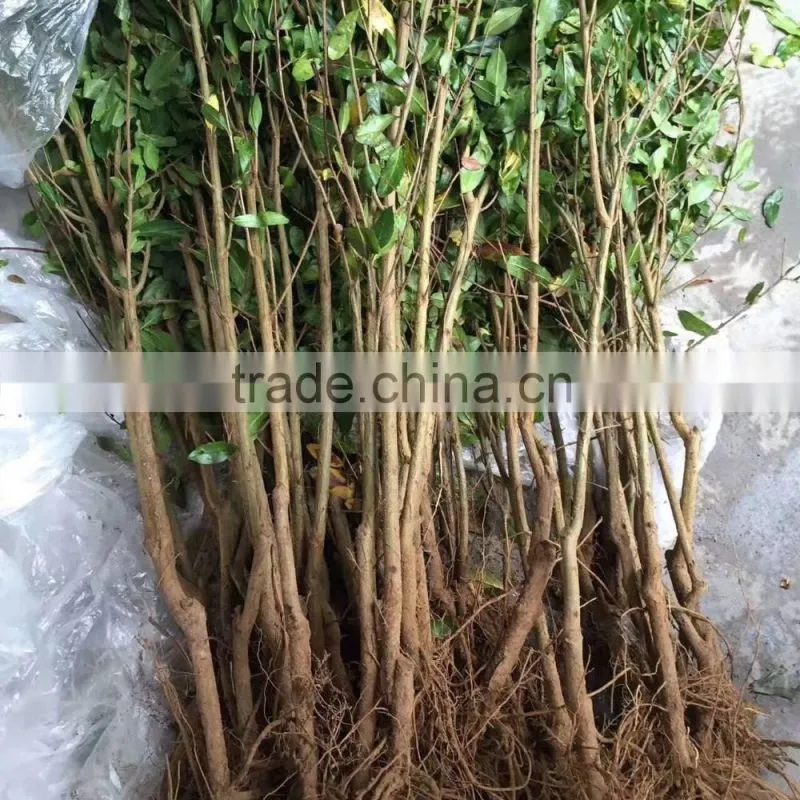 Easy survival pomegranate seedling