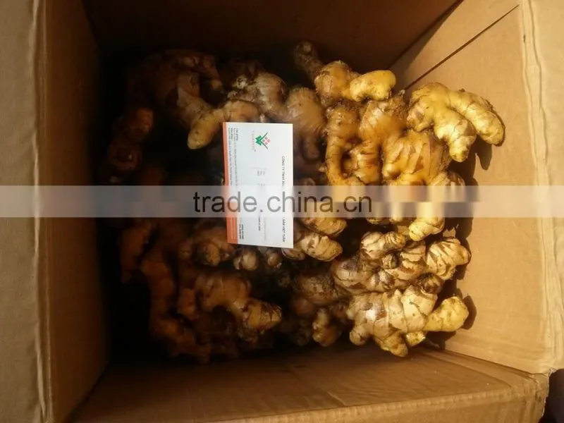 Hot sale competitive price new harvested young ginger
