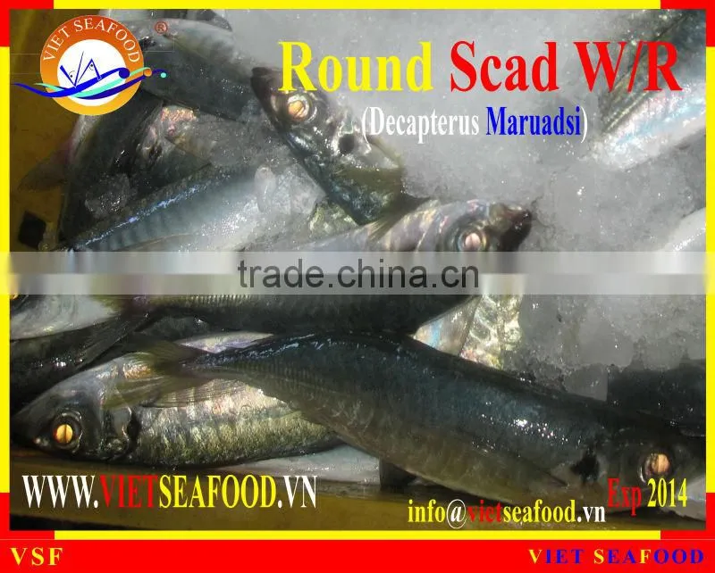 FROZEN ROUND SCAD W/R