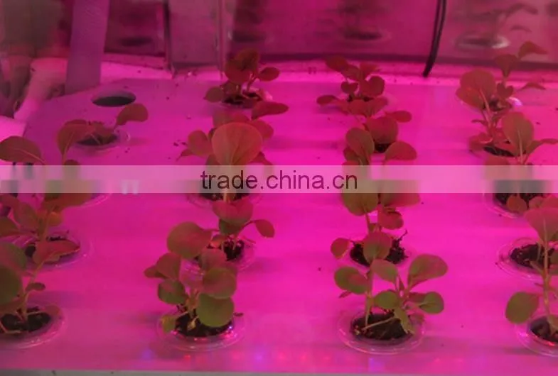 Plant growth LED lights