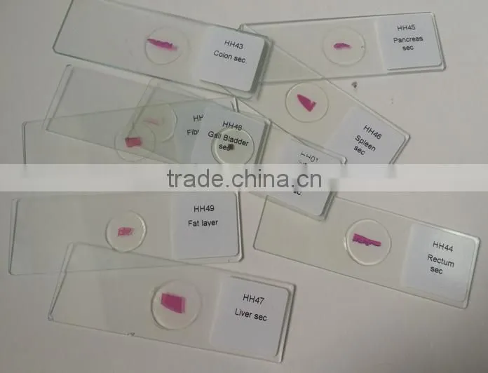 Daphnia Algae slides for education medical science study