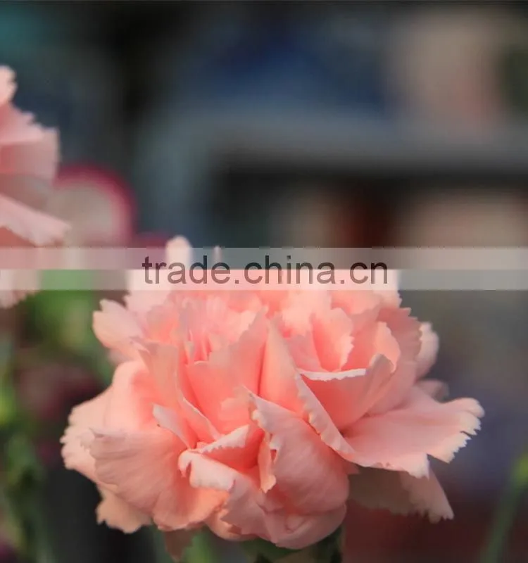 Wide variety Medium pink crazing selling carnation