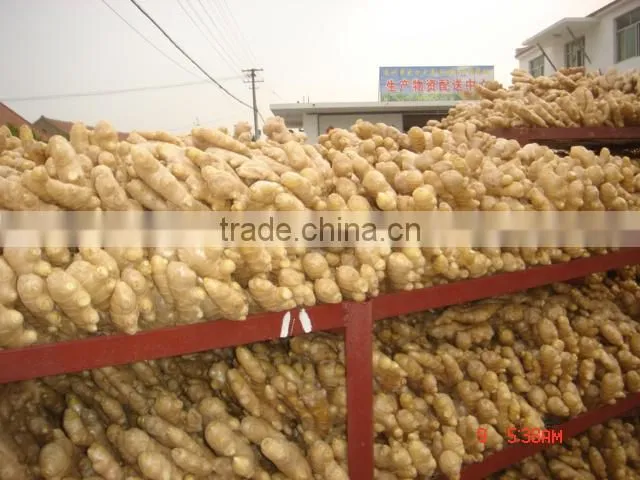 fresh yellow ginger