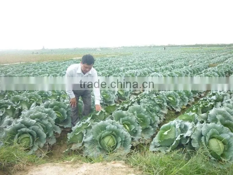 Green Cabbages