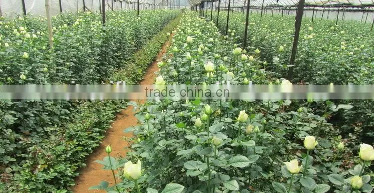 Fragrant aroma hot-sale hydrangea flower