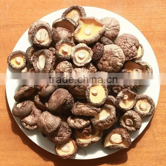 Quality shiitake mushroom