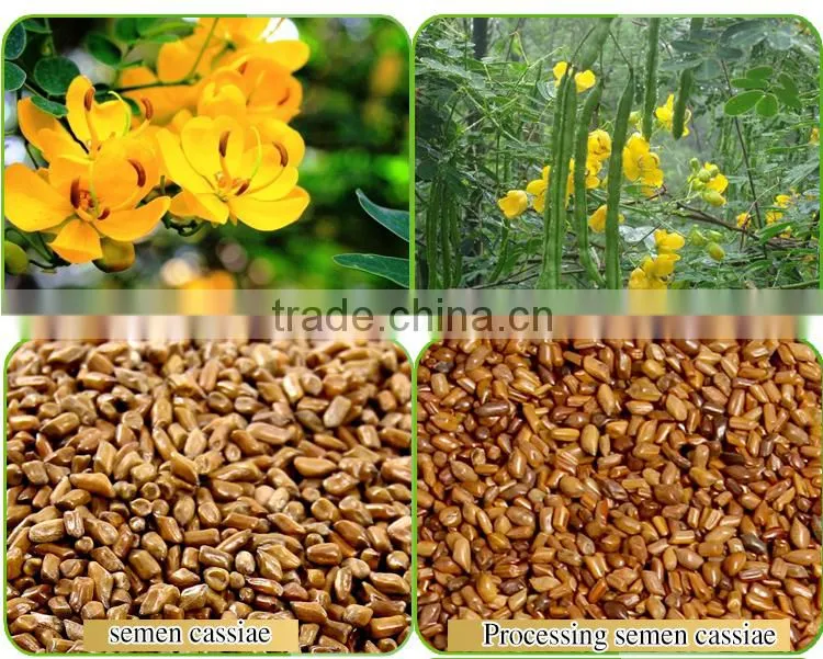 chinese semen cassiae/Selected medicinal cassia seed