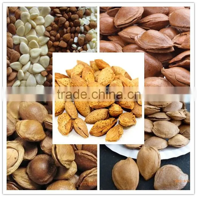 China Origin Bitter Apricot Kernels with for Sales