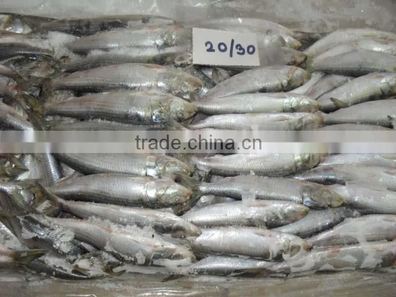 FROZEN SARDINE WHOLE ROUND