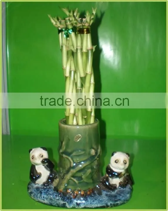 5pcs braided lucky bamboo air bonsai tree dracaena sanderiana indoor ornamental aquatic plants nursery garden decoration