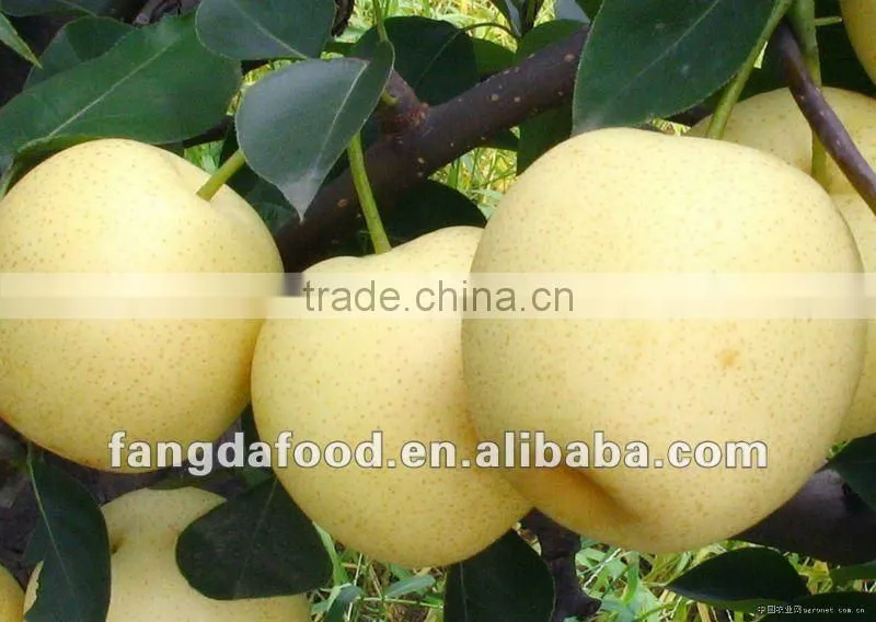 new crop fresh huangguan pear