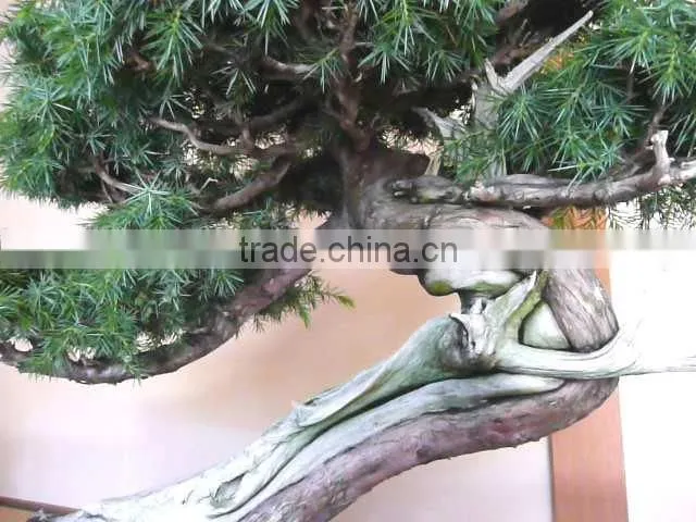 Japanese Bonsai Tree for Garden Ornament