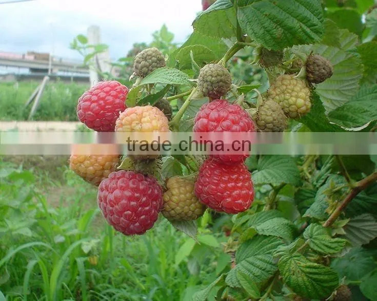 raspberry tree seedling