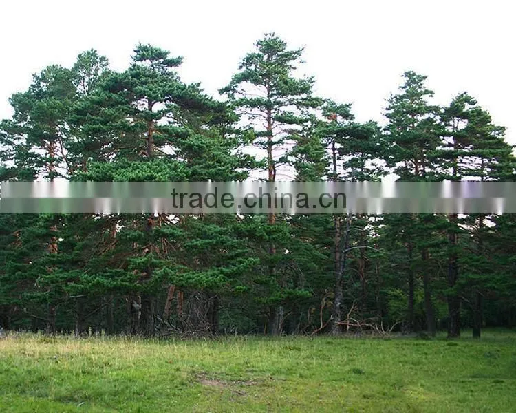 Changpai Scotch Pine seedling