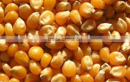 newest technology corn dryer made in China for sale