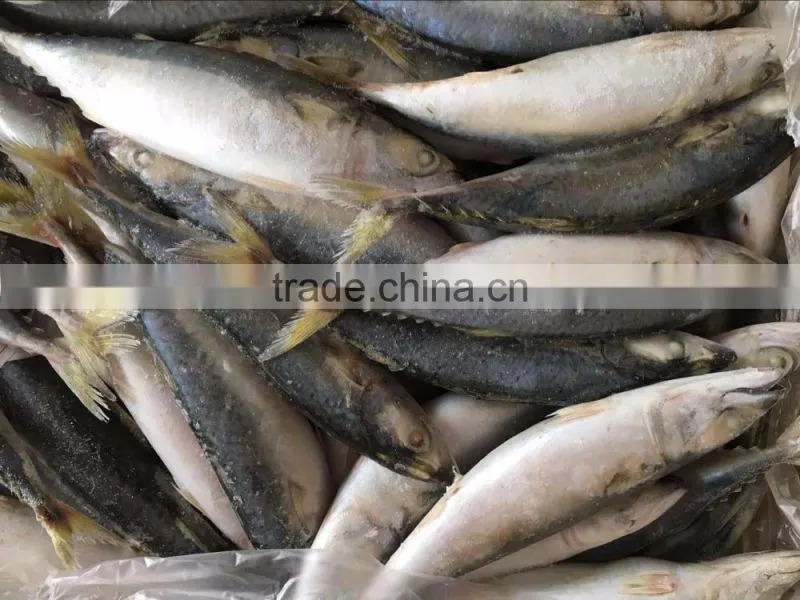 Export Fish Pacific Mackerel