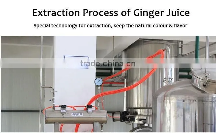Supply high quality instant ginger tea with honey/lemon/red date