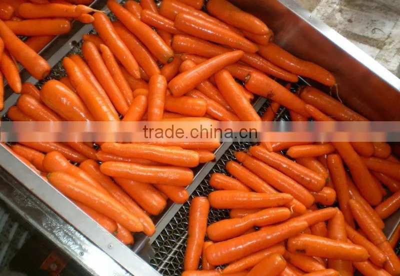 wholesale baby carrots with good price