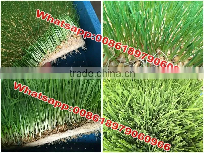 Best quality hydroponic grass room/ barley fodder growing system for growing animal feed