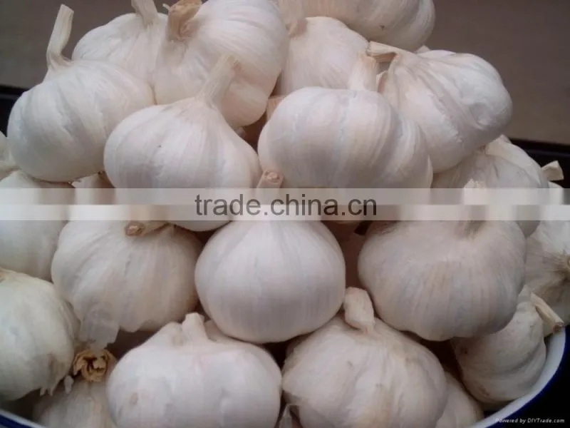 FRESH GARLIC IN NEW DROP
