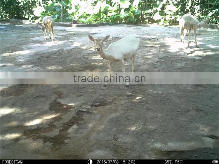 Waterproof IPX6 Play Sounds Hunt Cams