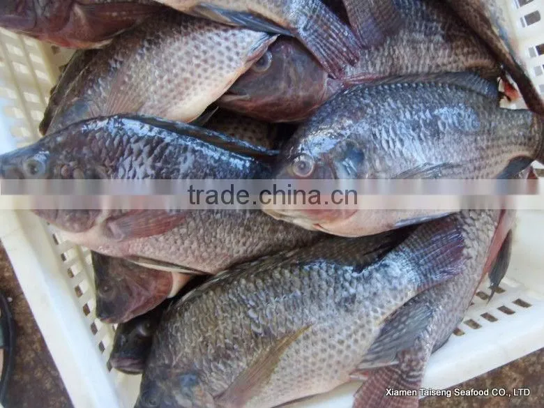 bulk tilapia fillet for tilapia buyer