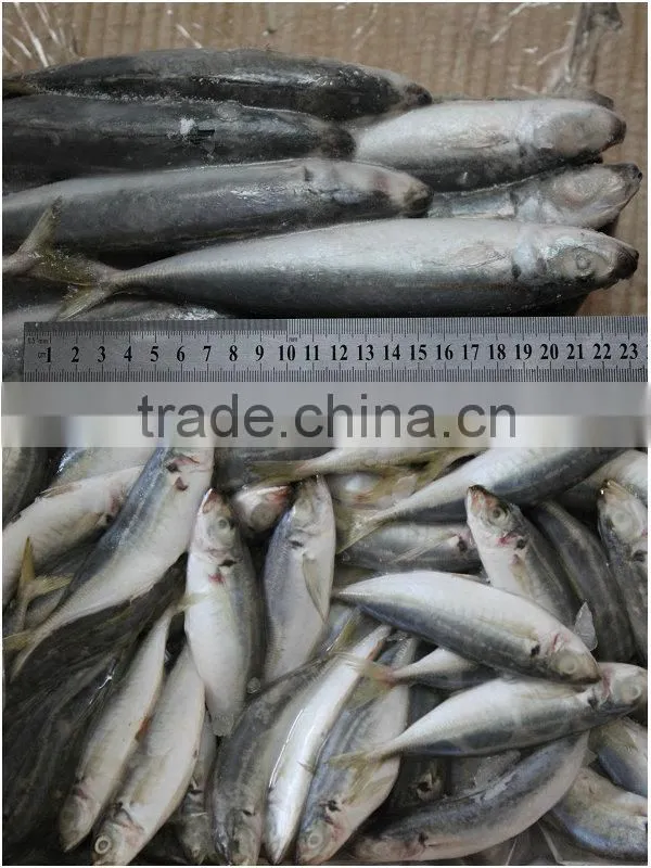Best quality frozen indian mackerel fish for sale