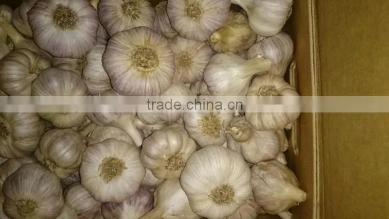 Takings Egyptian Garlic...dry garlic with best quality
