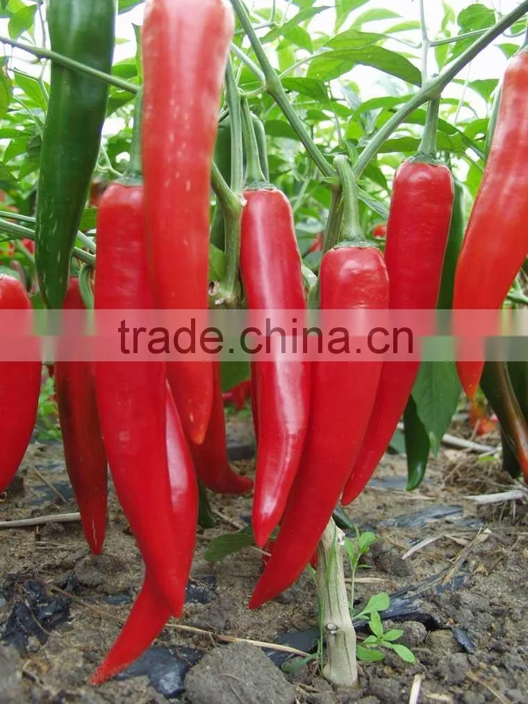 Hot sale hybrid high yield chili pepper seeds-XY 158