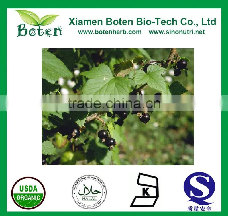 Boten Blackcurrant Extract/ Black currant Extract