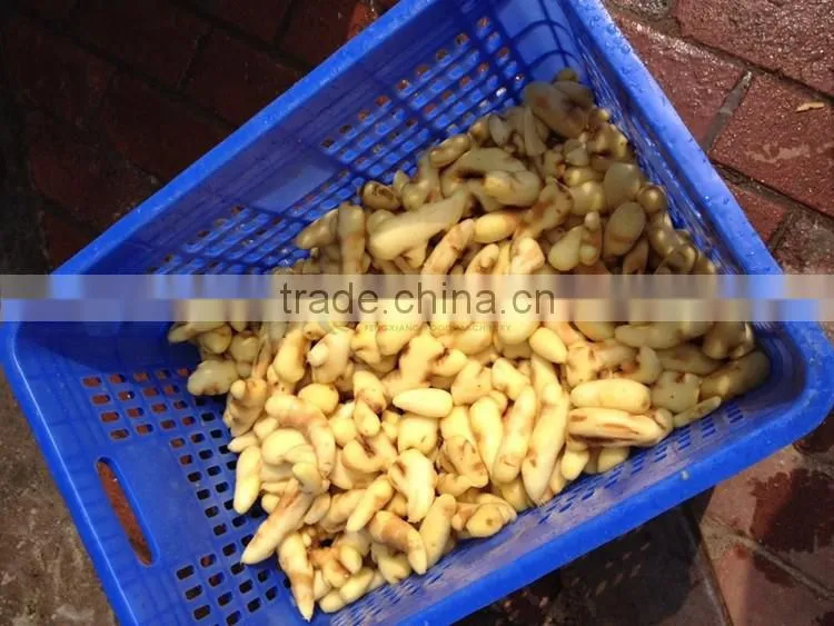 Industrial High Quality Ginger and Garlic Peeler Machine