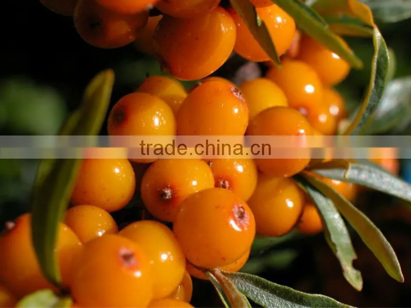 Sea-buckthorn Juice Powder