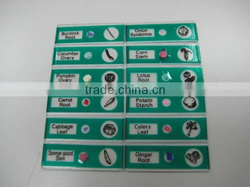 Sample Tulip pollen children miscroscopic slides
