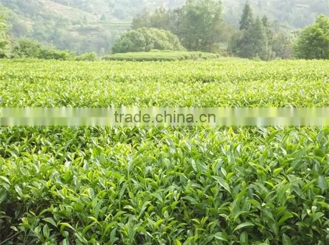 China Famous black tea.Lapsang souchong black tea.