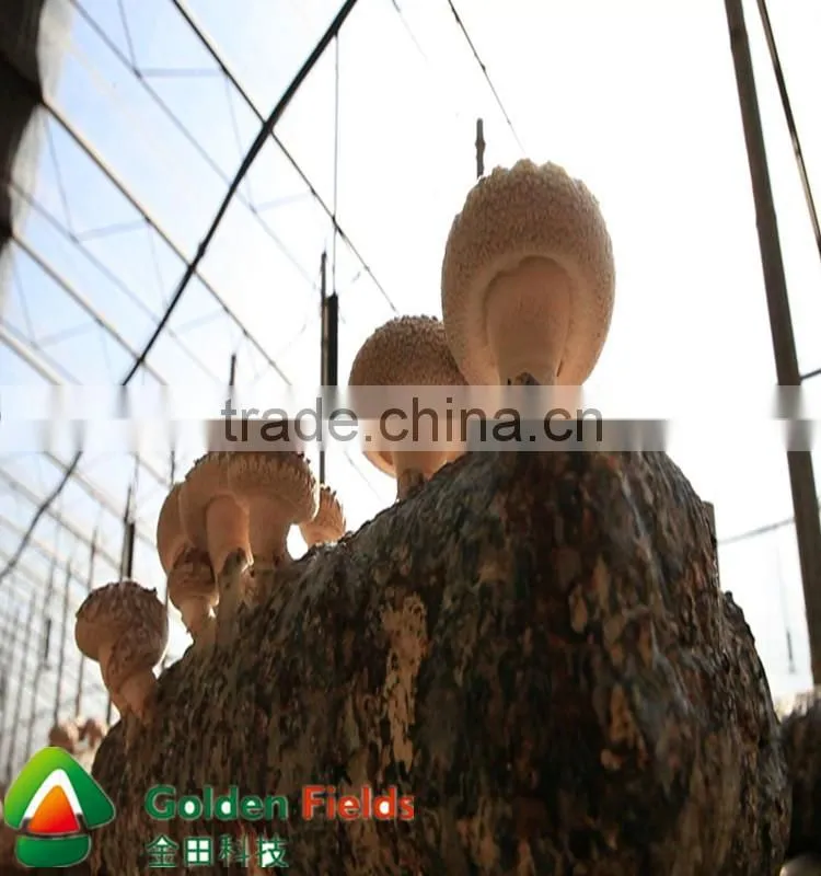 shiitake mushroom spawn