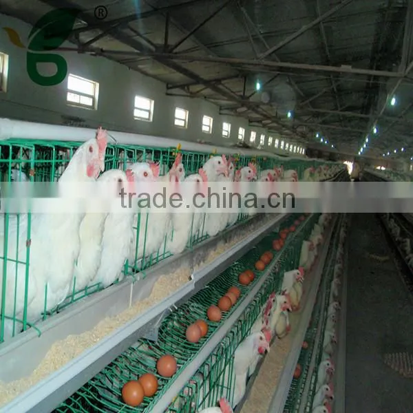poultry farm automatic drinking system feeding system for 10000 chickens
