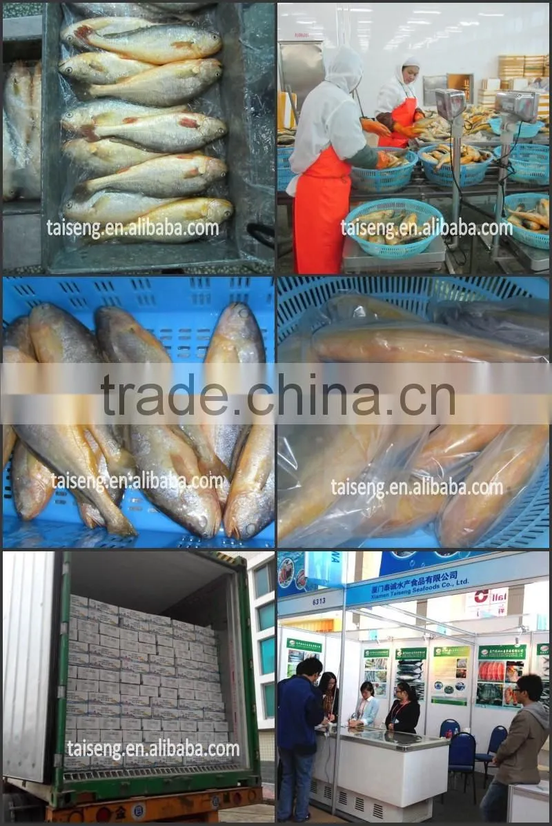 IQF Chilled Yellow Croaker Price