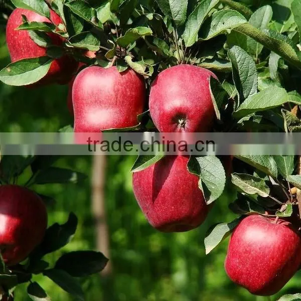 Fresh Huaniu apple from Gansu province fresh huaniu apple