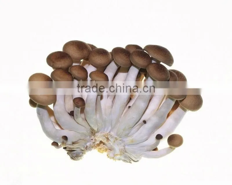 Shiitake Extract