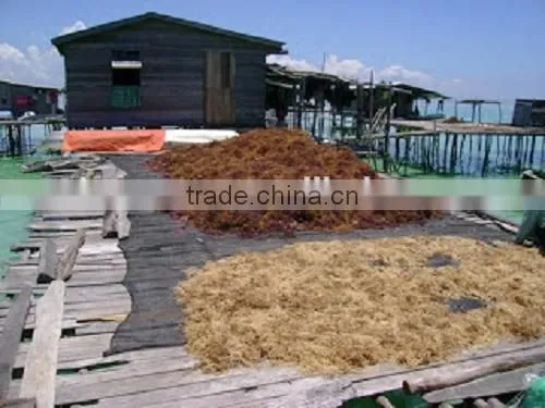 Cottonii Seaweeds