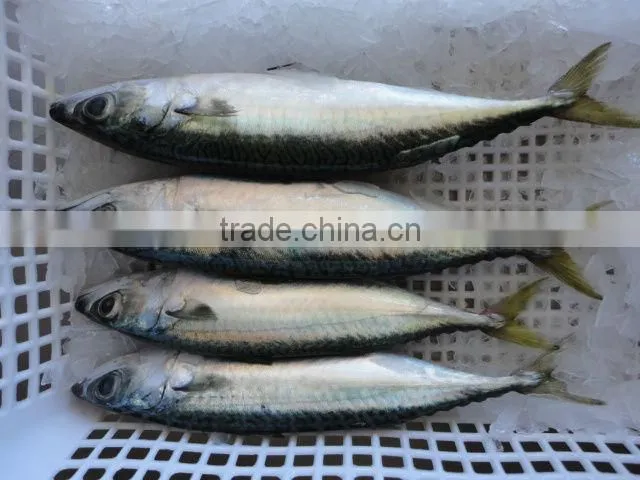 frozen pacific blue mackerel